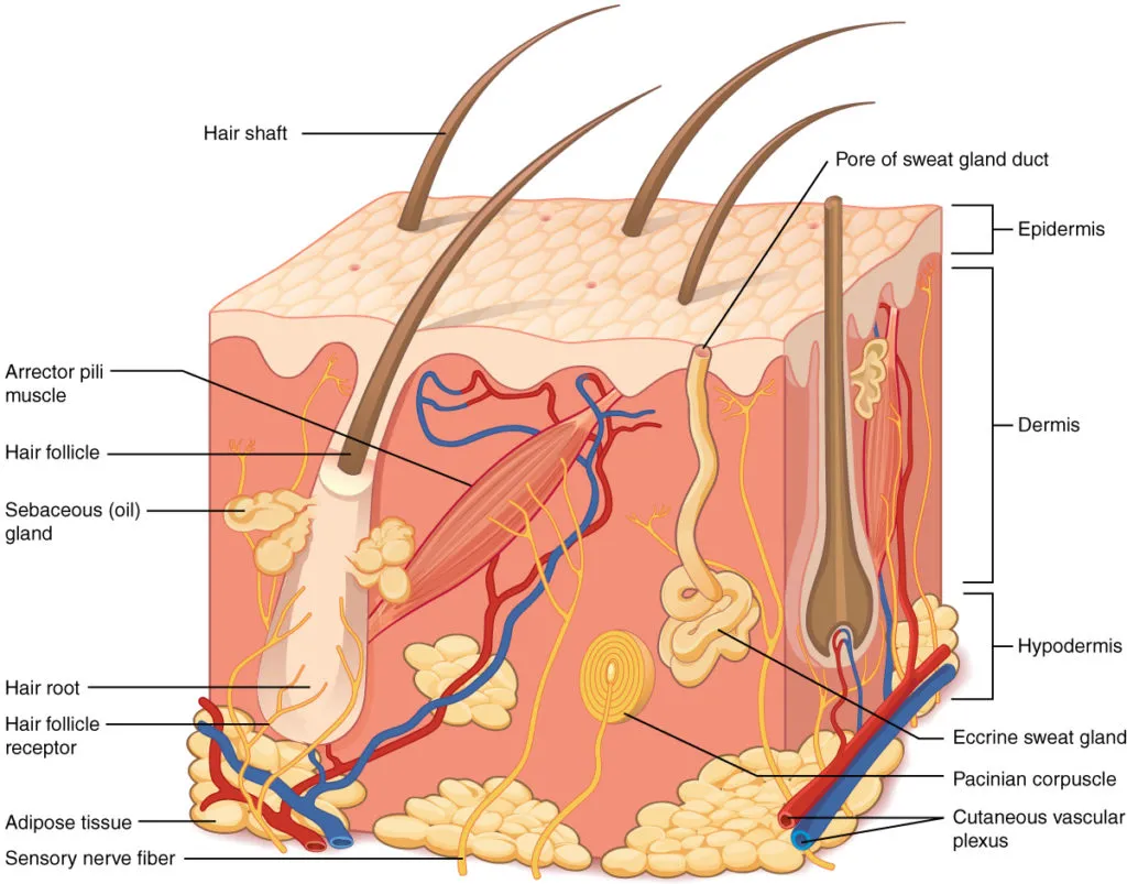 Structure of The Skin